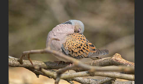 Turteltaube (Streptopelia turtur)