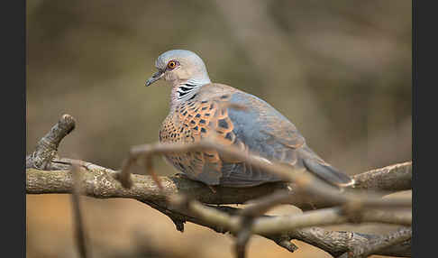 Turteltaube (Streptopelia turtur)