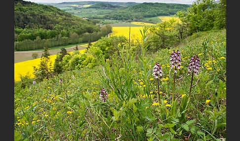 Purpur-Knabenkraut (Orchis purpurea)