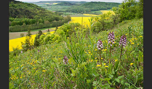 Purpur-Knabenkraut (Orchis purpurea)