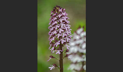 Purpur-Knabenkraut (Orchis purpurea)