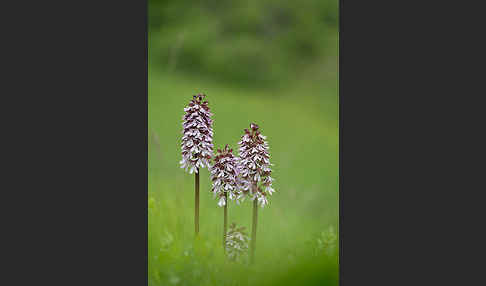 Purpur-Knabenkraut (Orchis purpurea)