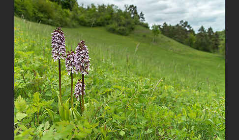 Purpur-Knabenkraut (Orchis purpurea)