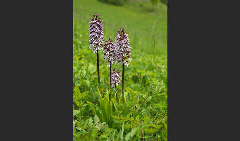 Purpur-Knabenkraut (Orchis purpurea)