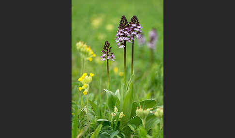 Purpur-Knabenkraut (Orchis purpurea)