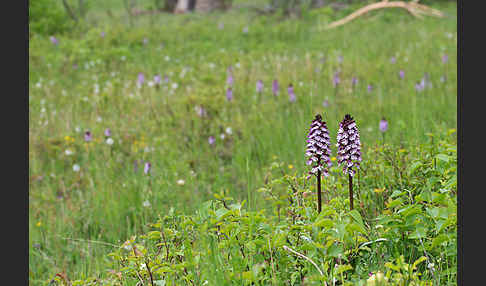 Purpur-Knabenkraut (Orchis purpurea)