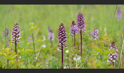 Purpur-Knabenkraut (Orchis purpurea)