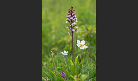 Purpur-Knabenkraut (Orchis purpurea)