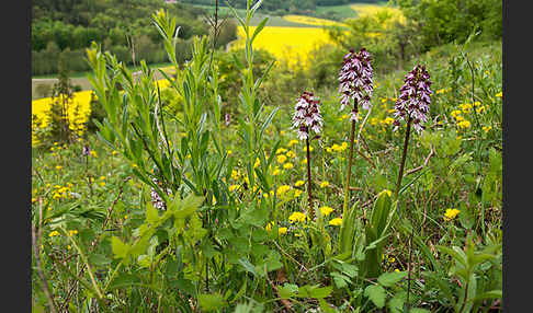 Purpur-Knabenkraut (Orchis purpurea)