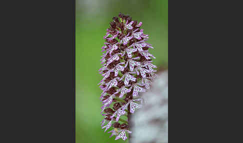 Purpur-Knabenkraut (Orchis purpurea)