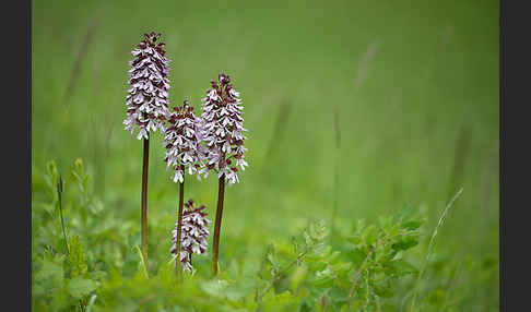 Purpur-Knabenkraut (Orchis purpurea)