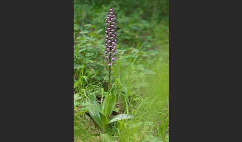 Purpur-Knabenkraut (Orchis purpurea)