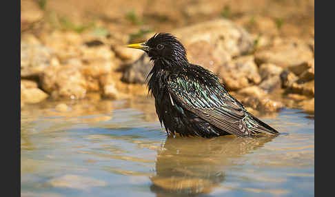 Star (Sturnus vulgaris)