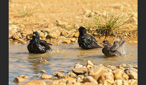 Star (Sturnus vulgaris)