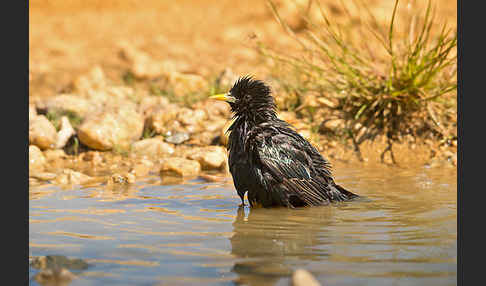 Star (Sturnus vulgaris)