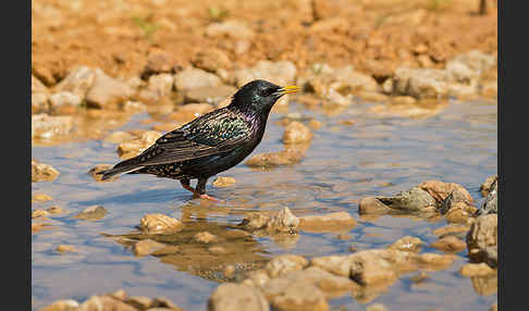 Star (Sturnus vulgaris)