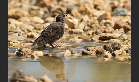 Star (Sturnus vulgaris)