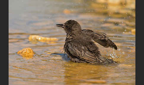 Star (Sturnus vulgaris)