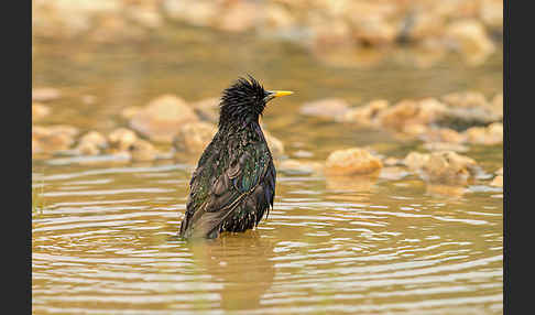 Star (Sturnus vulgaris)