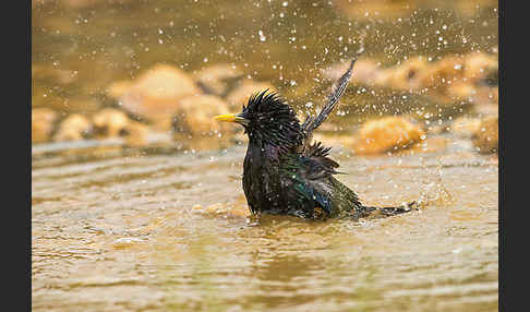 Star (Sturnus vulgaris)