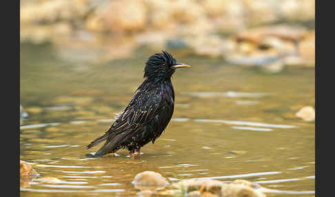 Star (Sturnus vulgaris)