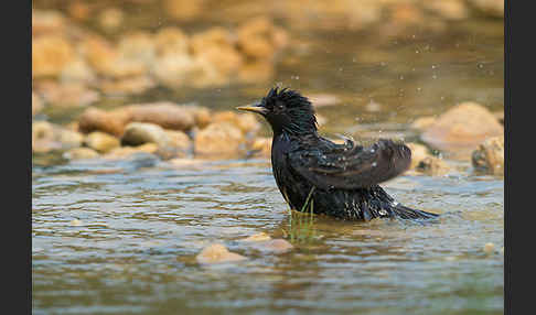 Star (Sturnus vulgaris)