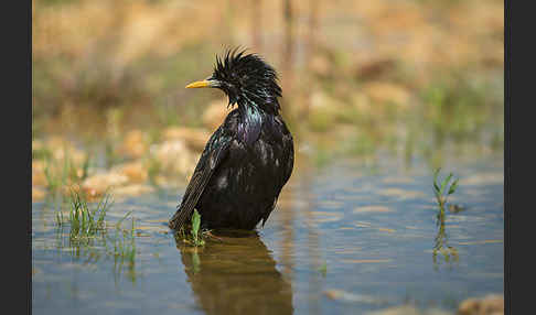 Star (Sturnus vulgaris)