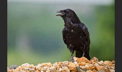 Kolkrabe (Corvus corax)