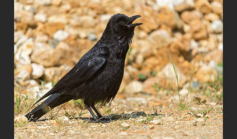 Rabenkrähe (Corvus corone corone)