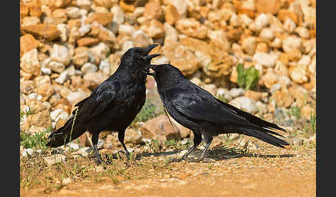 Rabenkrähe (Corvus corone corone)