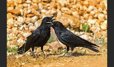 Rabenkrähe (Corvus corone corone)