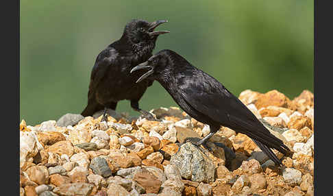 Rabenkrähe (Corvus corone corone)