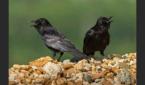 Rabenkrähe (Corvus corone corone)