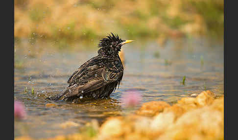 Star (Sturnus vulgaris)