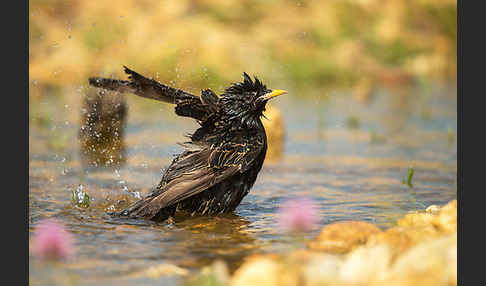 Star (Sturnus vulgaris)