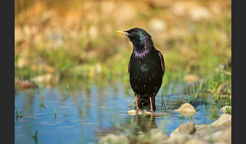 Star (Sturnus vulgaris)