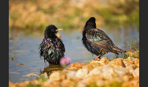 Star (Sturnus vulgaris)