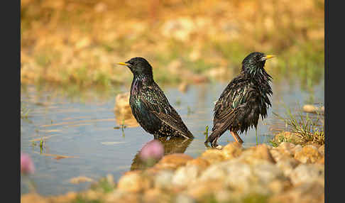 Star (Sturnus vulgaris)