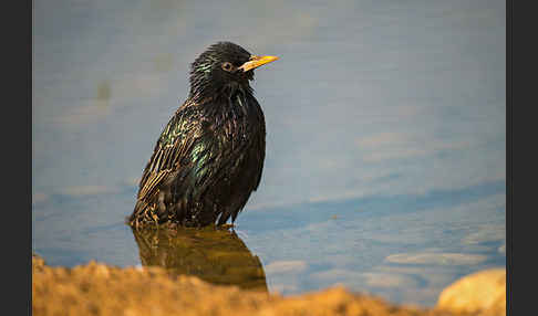 Star (Sturnus vulgaris)