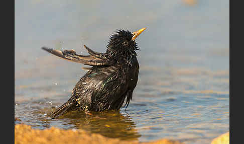 Star (Sturnus vulgaris)