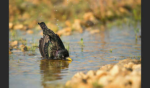 Star (Sturnus vulgaris)