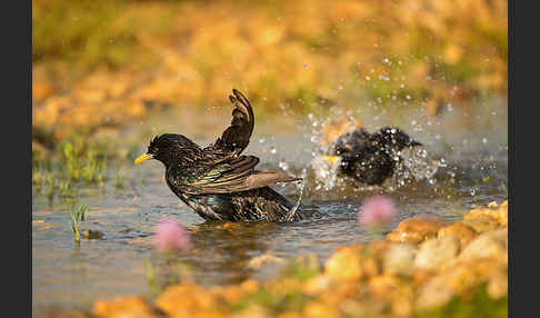 Star (Sturnus vulgaris)