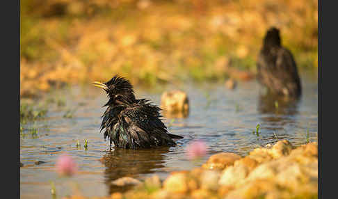 Star (Sturnus vulgaris)