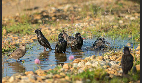 Star (Sturnus vulgaris)