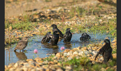 Star (Sturnus vulgaris)