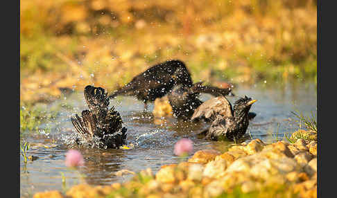 Star (Sturnus vulgaris)