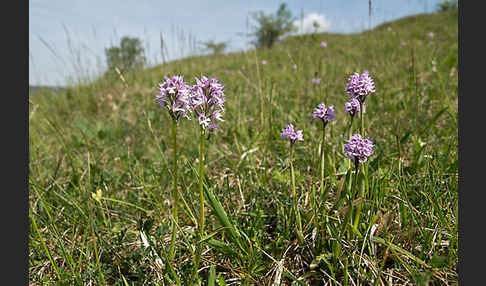 Dreizähniges Knabenkraut (Orchis tridentata)