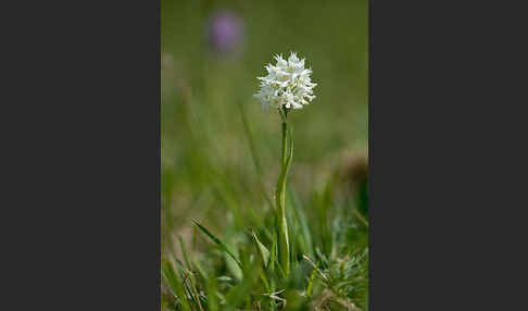 Dreizähniges Knabenkraut (Orchis tridentata)