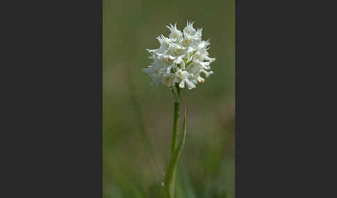 Dreizähniges Knabenkraut (Orchis tridentata)