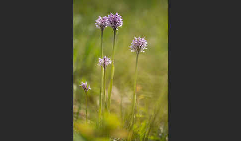 Dreizähniges Knabenkraut (Orchis tridentata)